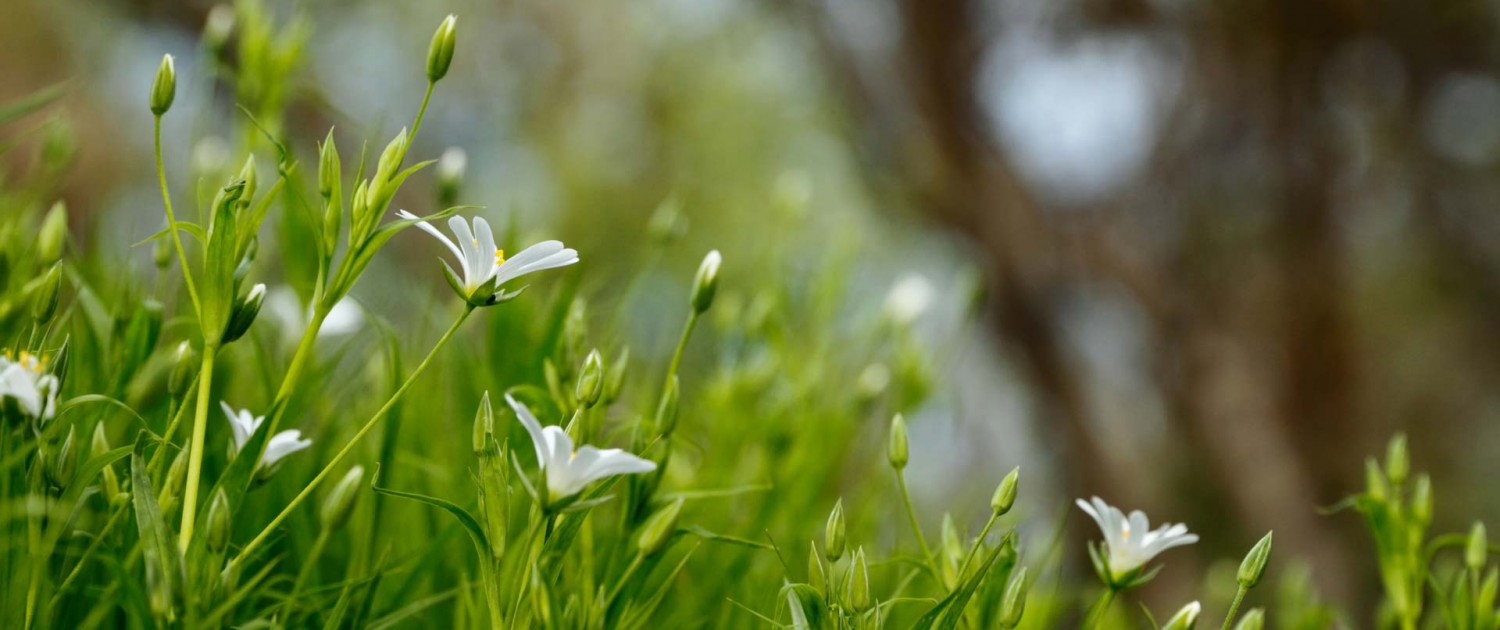 photo-1444663837429-d2d894a77c77